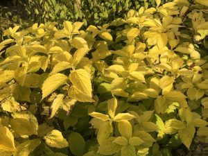 Gullkóróna / Snækóróna 'Aureus' - Philadelphus coronarius 'Aureus' - Image 4