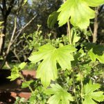 Gullrifs - Ribes aureum