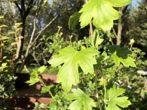 Gullrifs - Ribes aureum