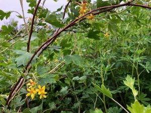 Gullrifs - Ribes aureum - Image 2