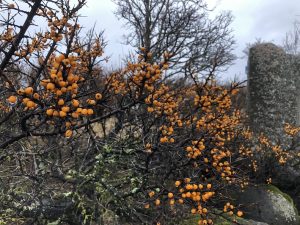 Hafþyrnir - Hippophae rhamnoides - Image 5