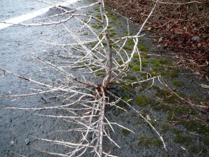 Hafþyrnir - Hippophae rhamnoides - Image 4