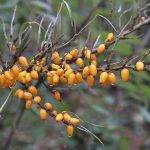 Hafþyrnir - Hippophae rhamnoides