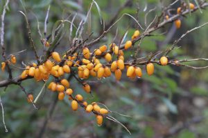 Hafþyrnir - Hippophae rhamnoides