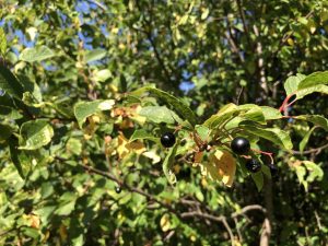 Heggur - Prunus padus - Image 3