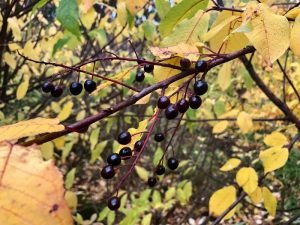 Heggur - Prunus padus - Image 5