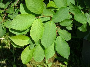 Heggur - Prunus padus - Image 2
