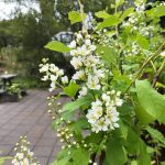 Heggur 'Laila' - Prunus padus ssp. borealis 'Laila'