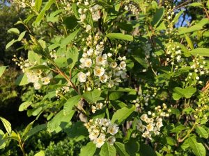 Heggur - Prunus padus - Image 4