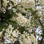 Heggur - Prunus padus