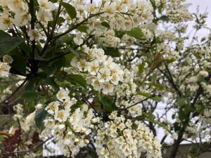 Heggur - Prunus padus