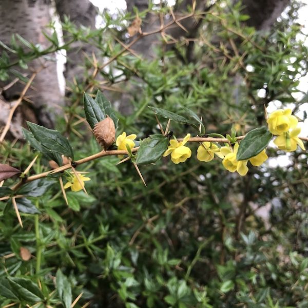 Hélubroddur ‘Jytte’ – Berberis candidula ‘Jytte’ – Gróðrarstöð