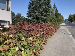 Hélurifs 'Rökkva' - Ribes laxiflorum 'Rökkva' - Image 4