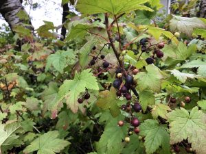 Hélurifs 'Lukka' - Ribes laxiflorum 'Lukka' - Image 2