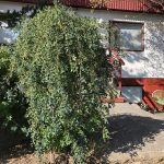 Hengibaunatré 'Pendula' - Caragana arborescens 'Pendula'