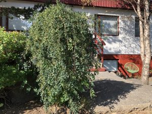 Hengibaunatré 'Pendula' - Caragana arborescens 'Pendula'