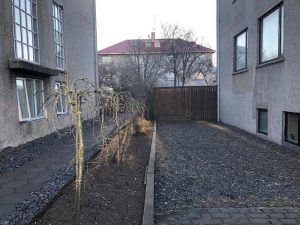 Hengibaunatré 'Pendula' - Caragana arborescens 'Pendula' - Image 2