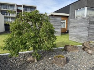 Hengibaunatré 'Pendula' - Caragana arborescens 'Pendula' - Image 4