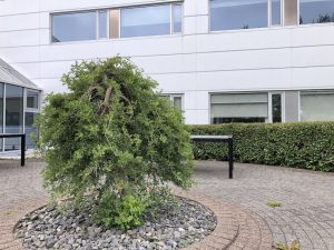 Hengibaunatré 'Pendula' - Caragana arborescens 'Pendula' - Image 3