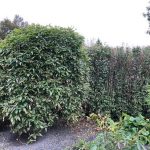 Hengigullregn 'Pendula' - Laburnum alpinum 'Pendula'