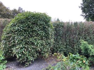 Hengigullregn 'Pendula' - Laburnum alpinum 'Pendula'