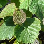 Hesli - Corylus avellana - kvæmi: frönsku Alparnir