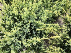 Einir 'Holger' - Juniperus 'Holger' - Image 2