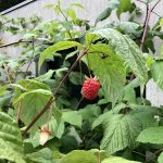 Hindber - Rubus idaeus