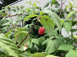 Hindber - Rubus idaeus