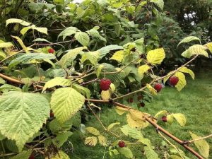 Hindber - Rubus idaeus - Image 2