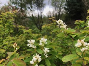 Hlíðaramall / Hunangsviður - Amelanchier alnifolia - Image 4