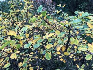 Hlíðaramall / Hunangsviður - Amelanchier alnifolia - Image 2