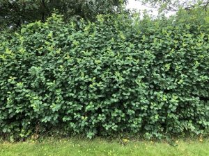 Hlíðaramall / Hunangsviður - Amelanchier alnifolia - Image 5