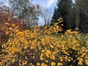 Hlíðaramall / Hunangsviður - Amelanchier alnifolia - Image 6