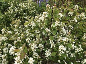 Hlíðaramall / Hunangsviður - Amelanchier alnifolia