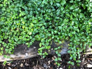 Hörpulauf 'Hermann' - Vinca minor 'Hermann'