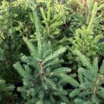 Hvítgreni - Picea glauca - Nýfundnaland