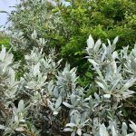 Héluvíðir - Salix helvetica