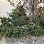 Himalajaeinir 'Meyeri' - Juniperus squamata 'Meyeri'