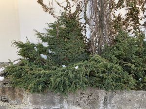 Himalajaeinir 'Meyeri' - Juniperus squamata 'Meyeri'