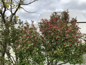 Blóðrifs 'Svanur' - Ribes sanguineum 'Svanur' - Image 2