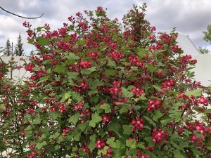 Blóðrifs 'Svanur' - Ribes sanguineum 'Svanur'