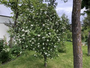 Alaskaepli - Malus fusca - Image 4