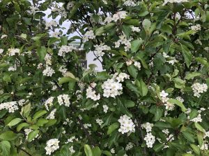Alaskaepli - Malus fusca - Image 3
