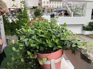 Hörpulauf 'Hermann' - Vinca minor 'Hermann' - Image 2