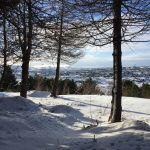 Evrópulerki - Larix decidua