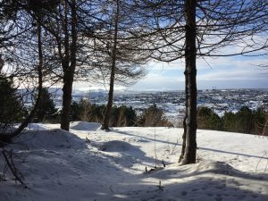 Evrópulerki - Larix decidua