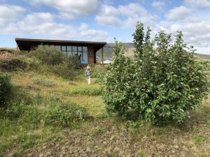 Gráelri / Gráölur - Alnus incana - Image 5