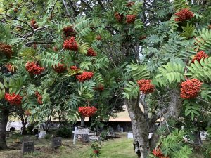 Reyniviður / Ilmreynir / Reynir - Sorbus aucuparia - Image 2
