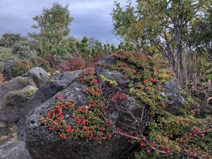 Skriðmispill - Cotoneaster apiculatus? - Image 5